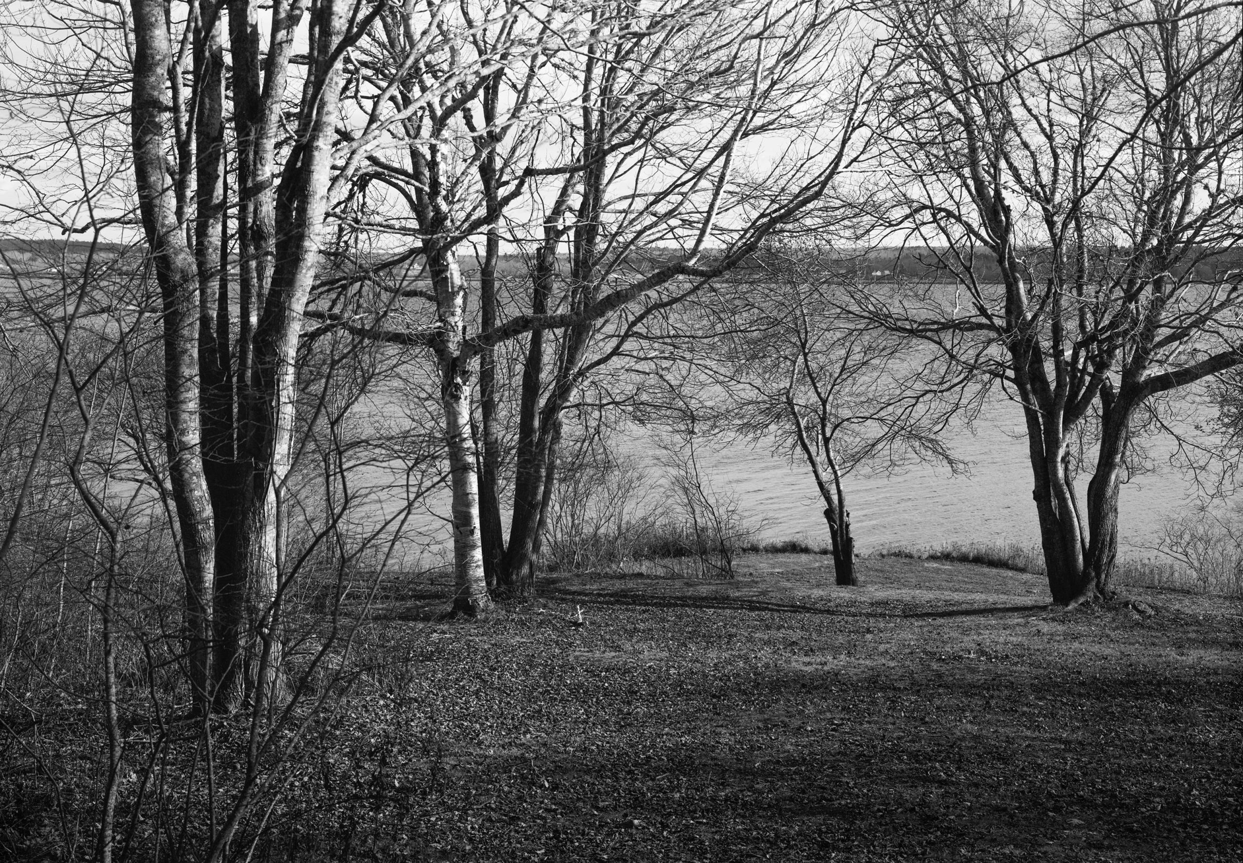 Meadow View