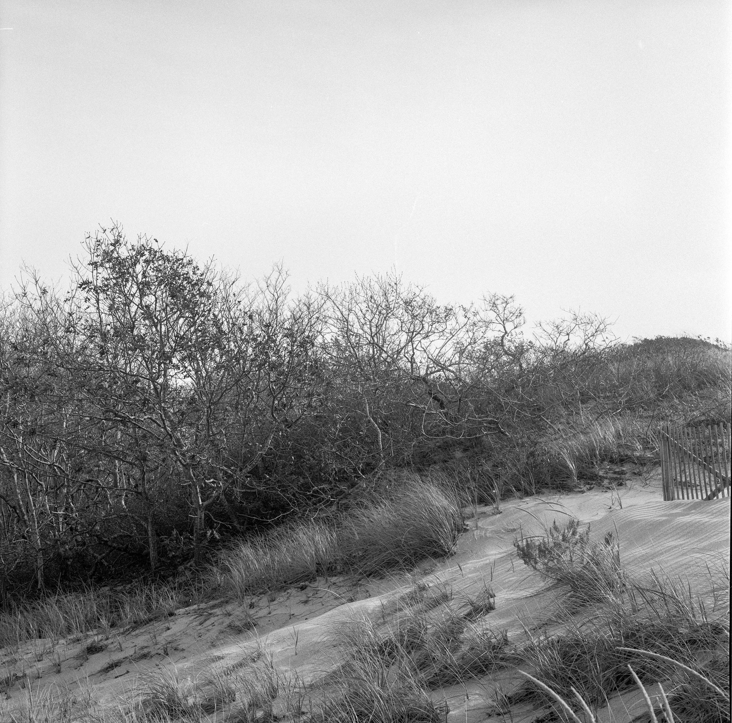Dune View