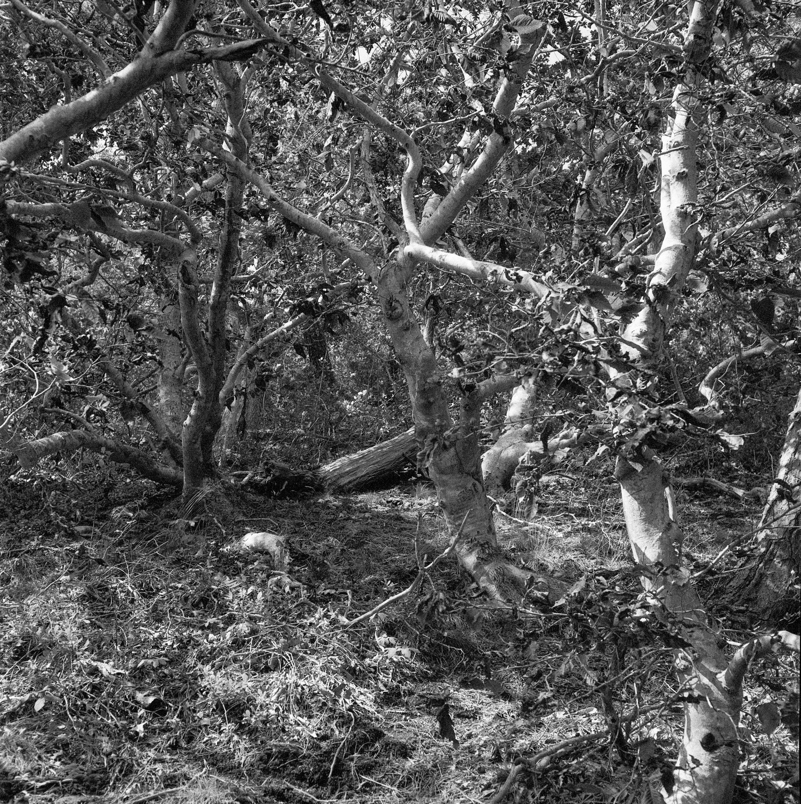 Tangled Truro